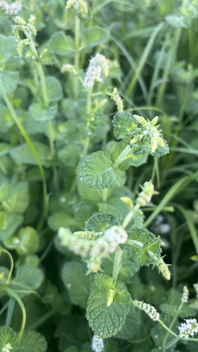 Apple Mint