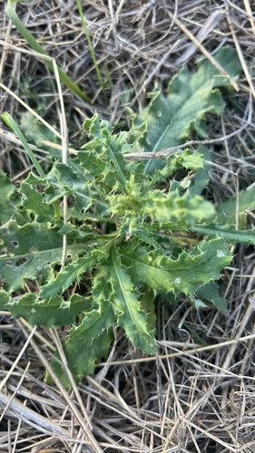 creeping thistle