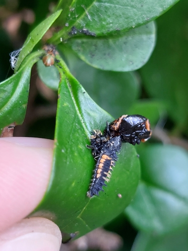 Harmonia axyridis