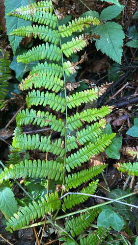 common bracken
