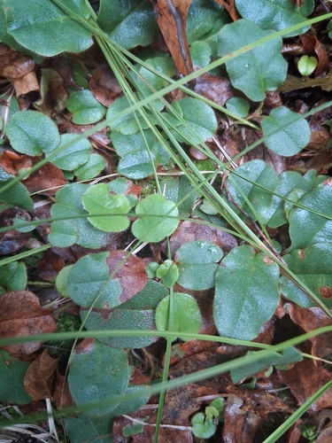 trailing arbutus