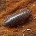 Curly Woodlouse - Photo (c) Elia, all rights reserved, uploaded by Elia