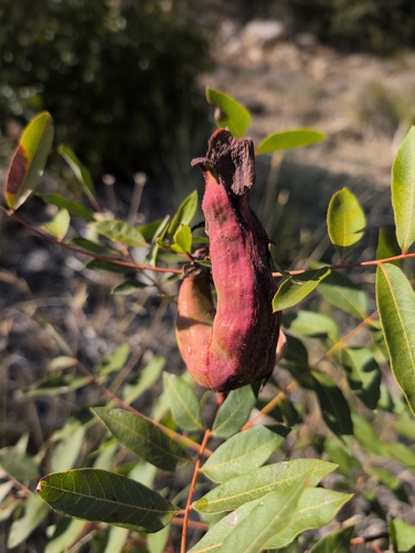 Pistacia Horn Gall Aphid