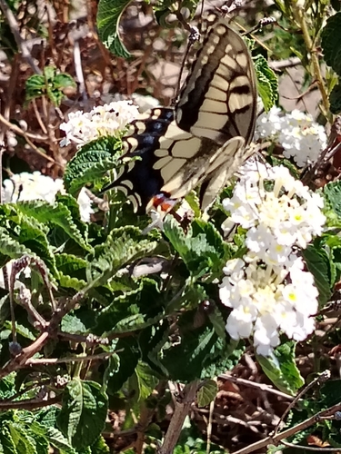 Old World Swallowtail