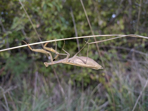 European Mantis