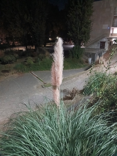 Pampas Grass