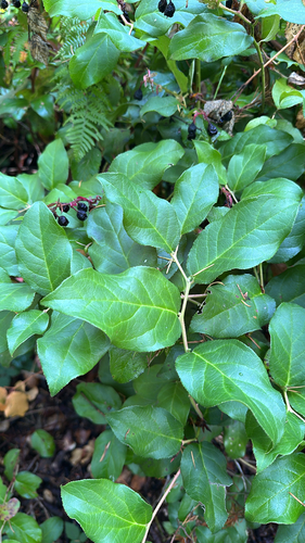 salal