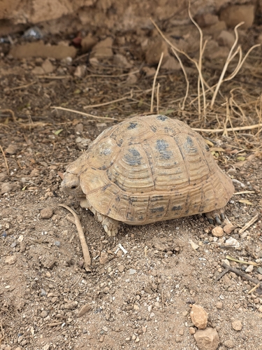 Greek Tortoise