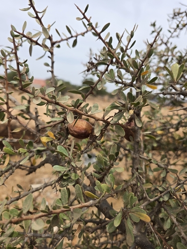 Argan tree