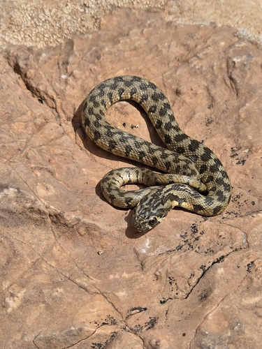 Viperine Snake