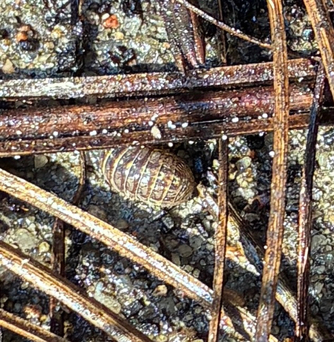Common Pill Woodlouse