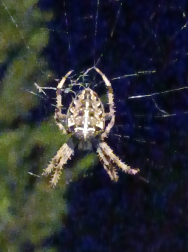Cross Orbweaver