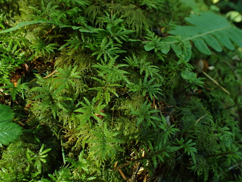 stairstep moss