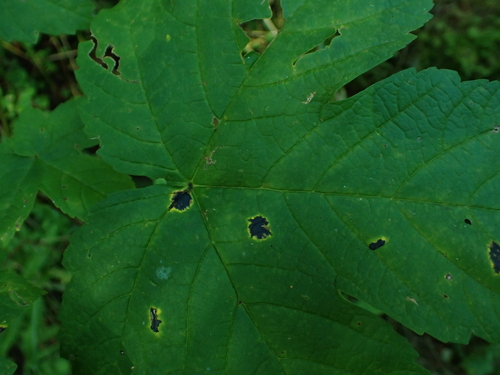 Black Tar Spot