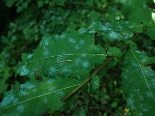 sallow mildew