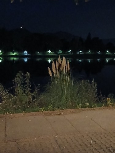 Pampas Grass