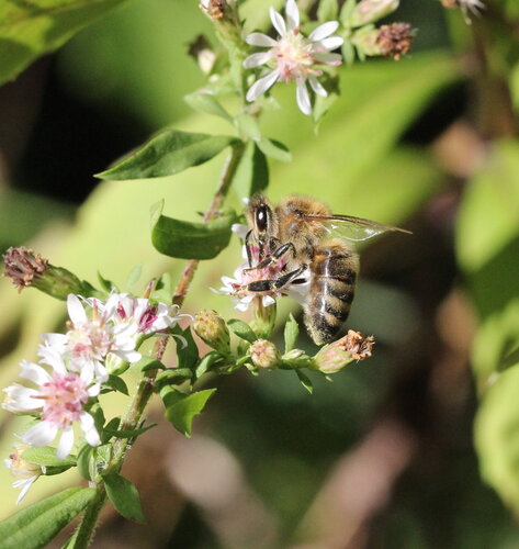 Western Honey Bee