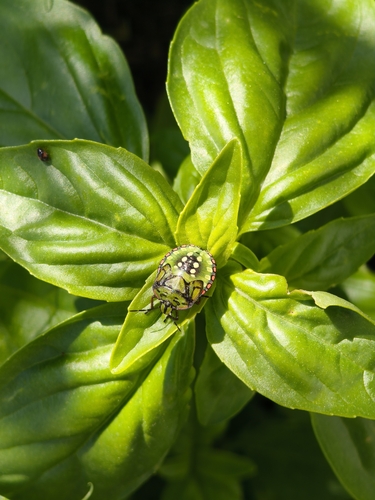 Southern Green Stink Bug