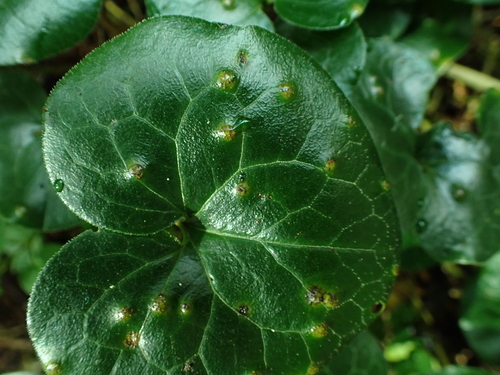 Puccinia asarina