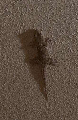 Moorish Gecko