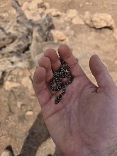 Horseshoe Whip Snake
