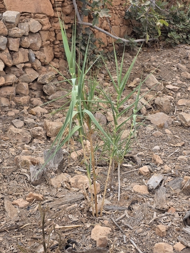 giant reed