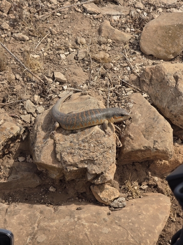 Algerian Skink