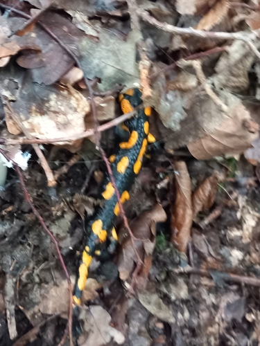 Fire Salamander