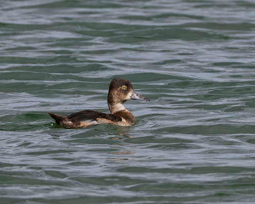 Ring-necked Duck
