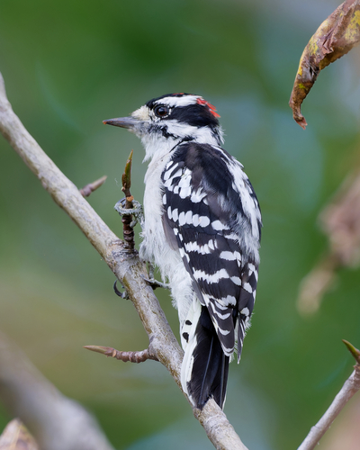 Downy Woodpecker