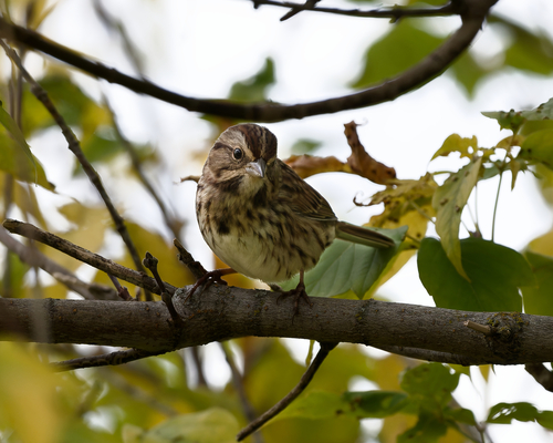 Song Sparrow