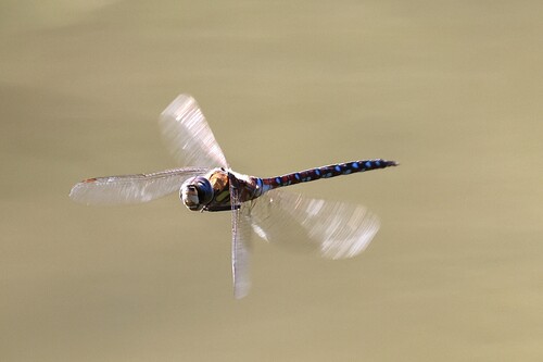 Migrant Hawker