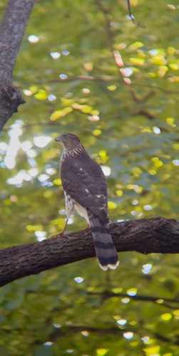 Cooper's Hawk