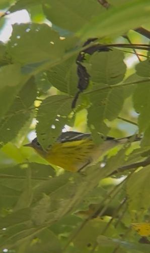 Magnolia Warbler