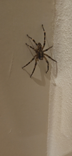 Mediterranean Spiny False Wolf Spider