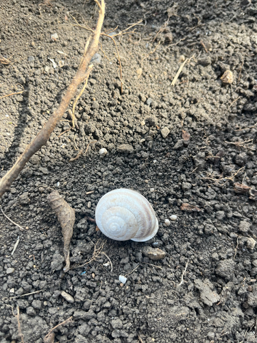 Milk Snail