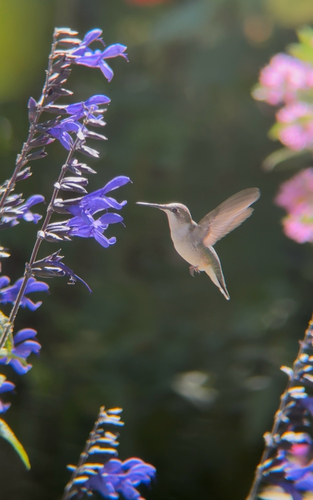 Ruby-throated Hummingbird