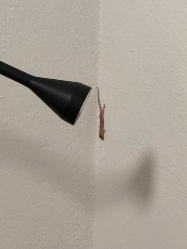 Mediterranean House Gecko
