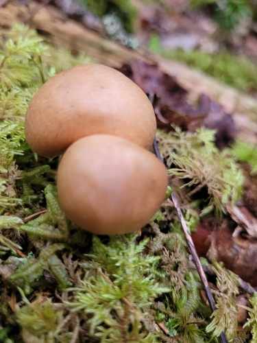 Wrinkled Cortinarius