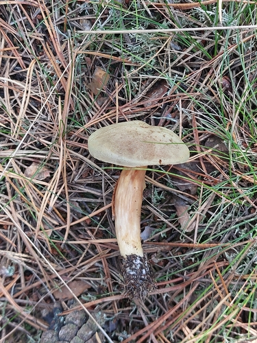 rusty bolete