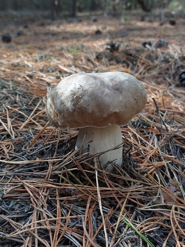 King Bolete