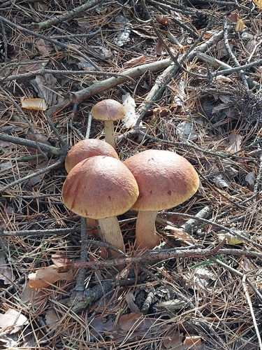 Aureoboletus projectellus