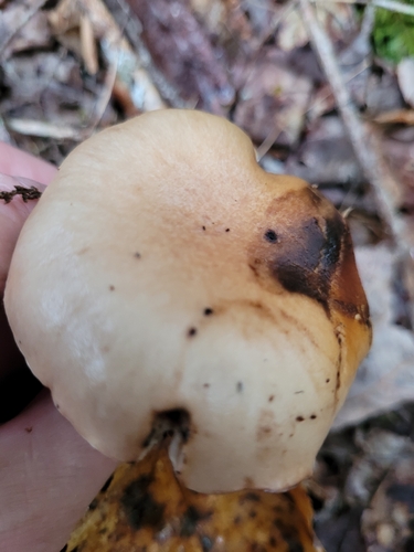Tricholoma subsejunctum