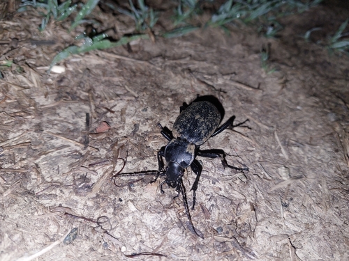 Leather Beetle