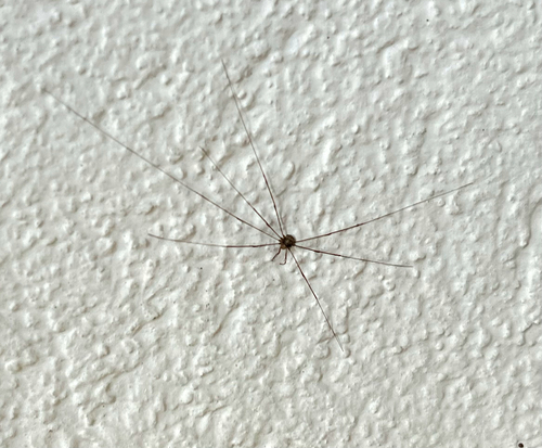 Fork-palped Harvestman