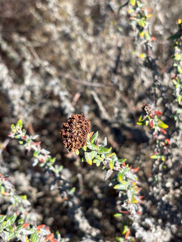 Seacliff Wild Buckwheat