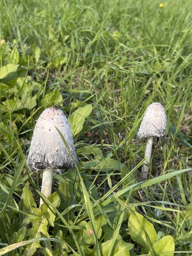 Shaggy Mane