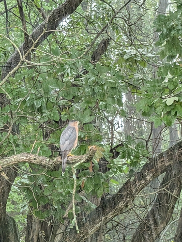 Cooper's Hawk