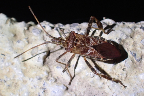 Western Conifer Seed Bug