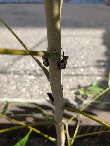 Spotted Lanternfly
